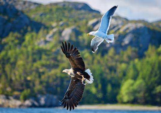 F6007   Henrik R Kristensen   Eagle and seagul